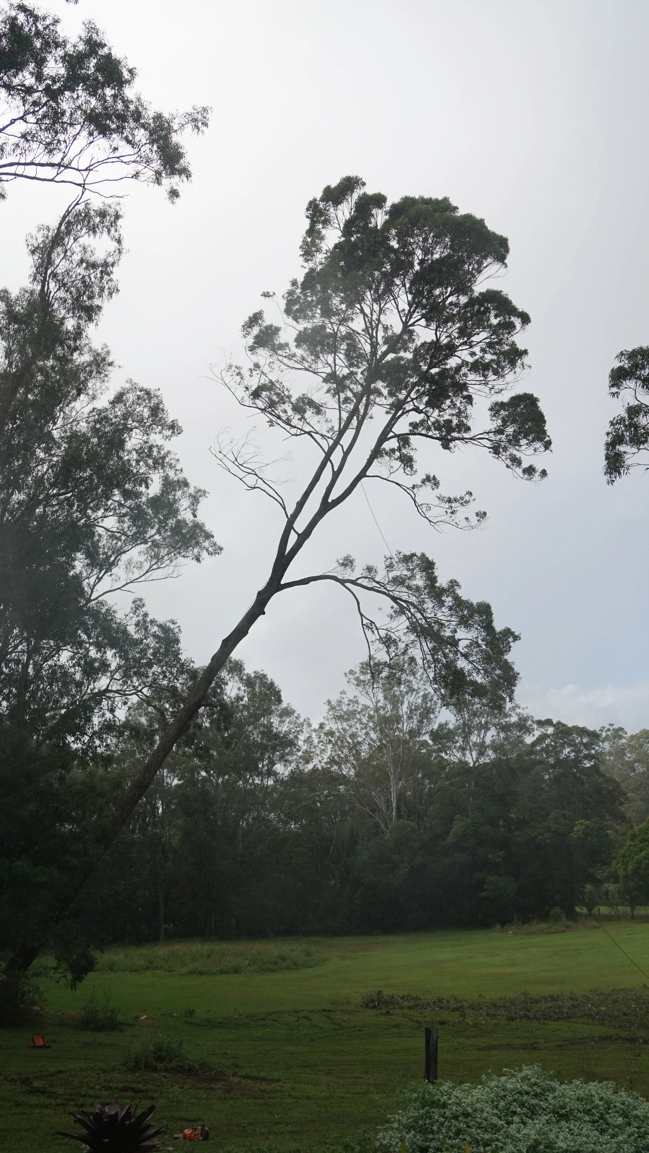 Felling and removing a large eucalyptus tree