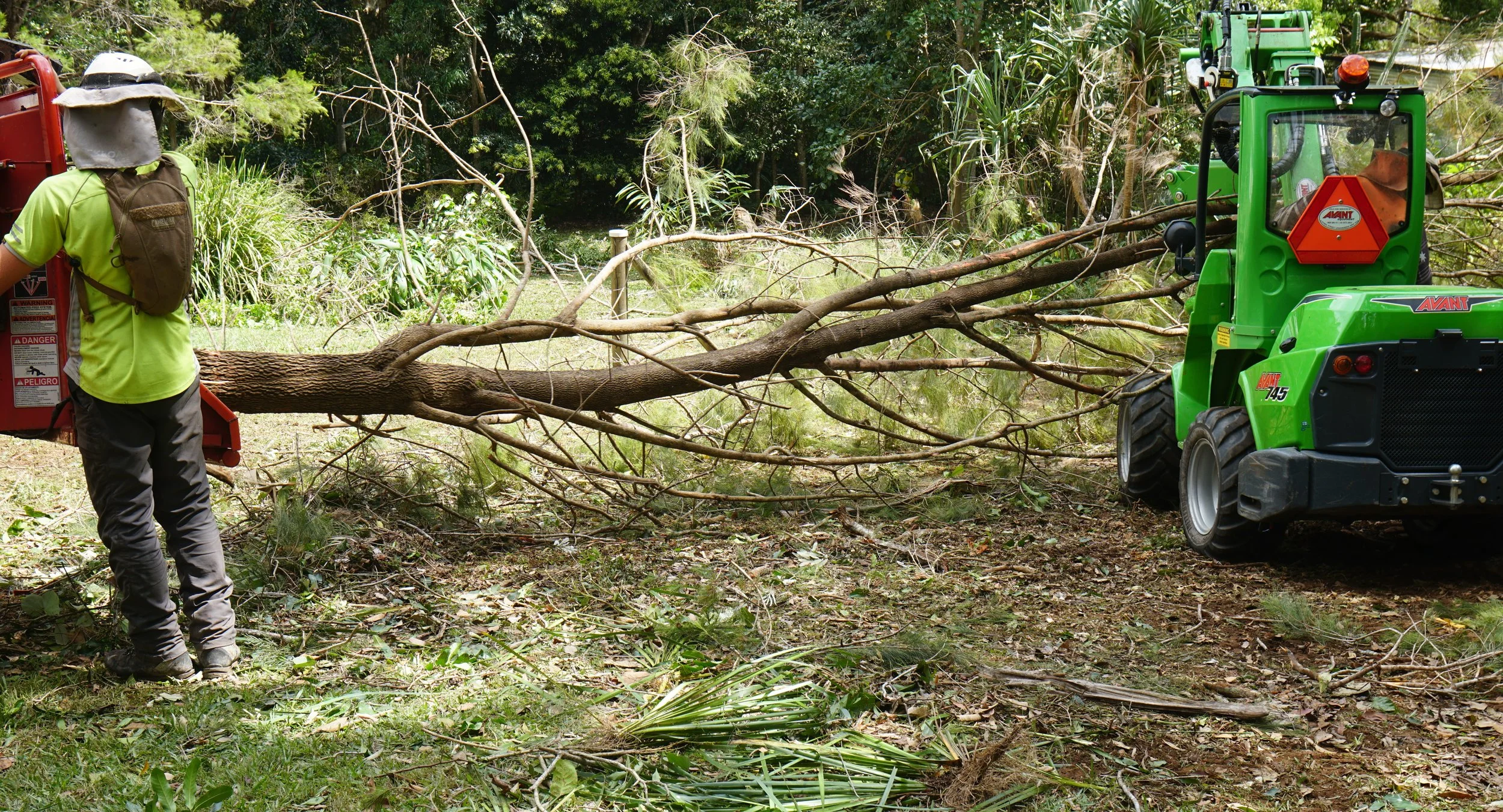 feeding a larger tree into the chipper