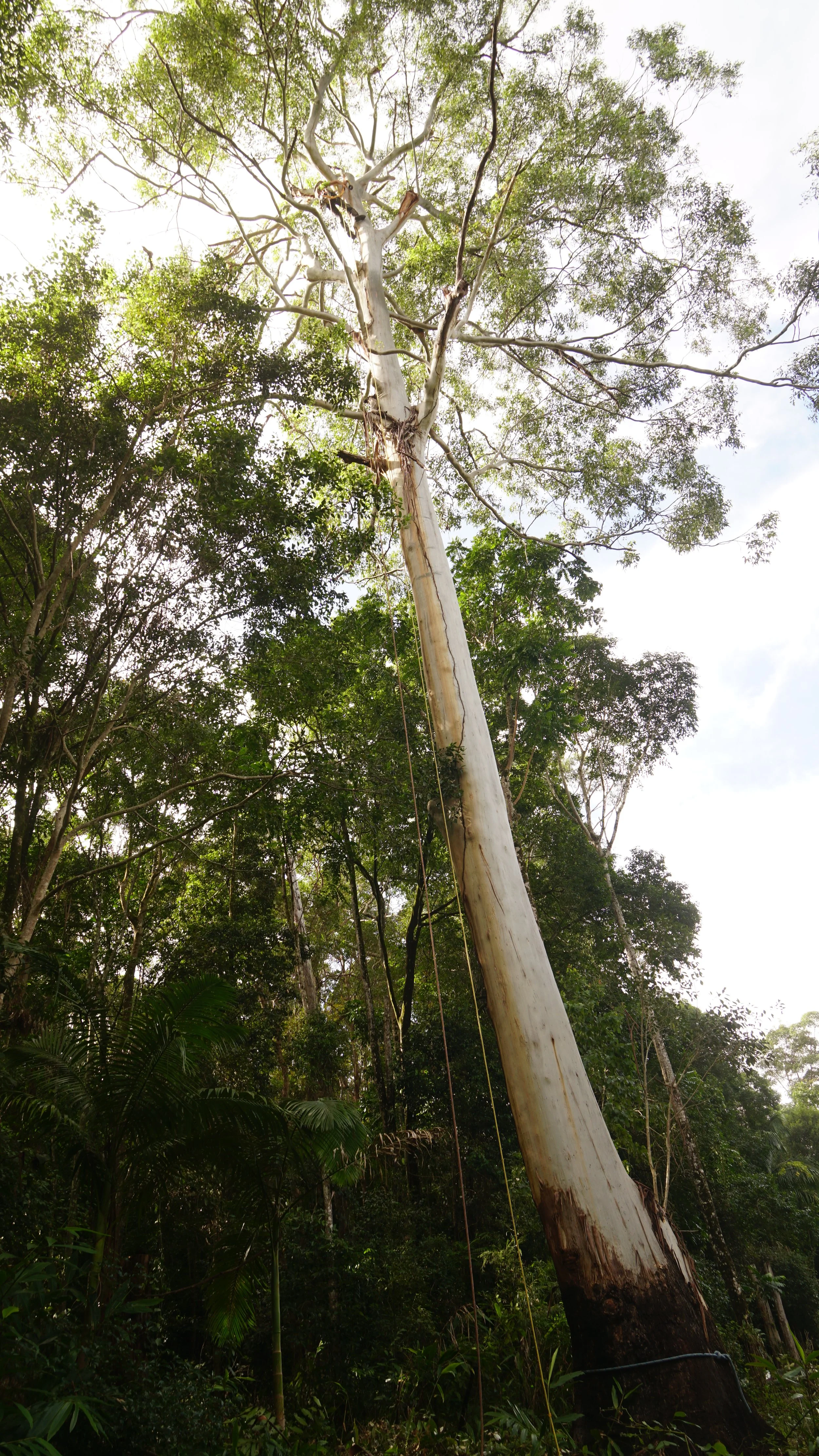 Large Eucalyptus 