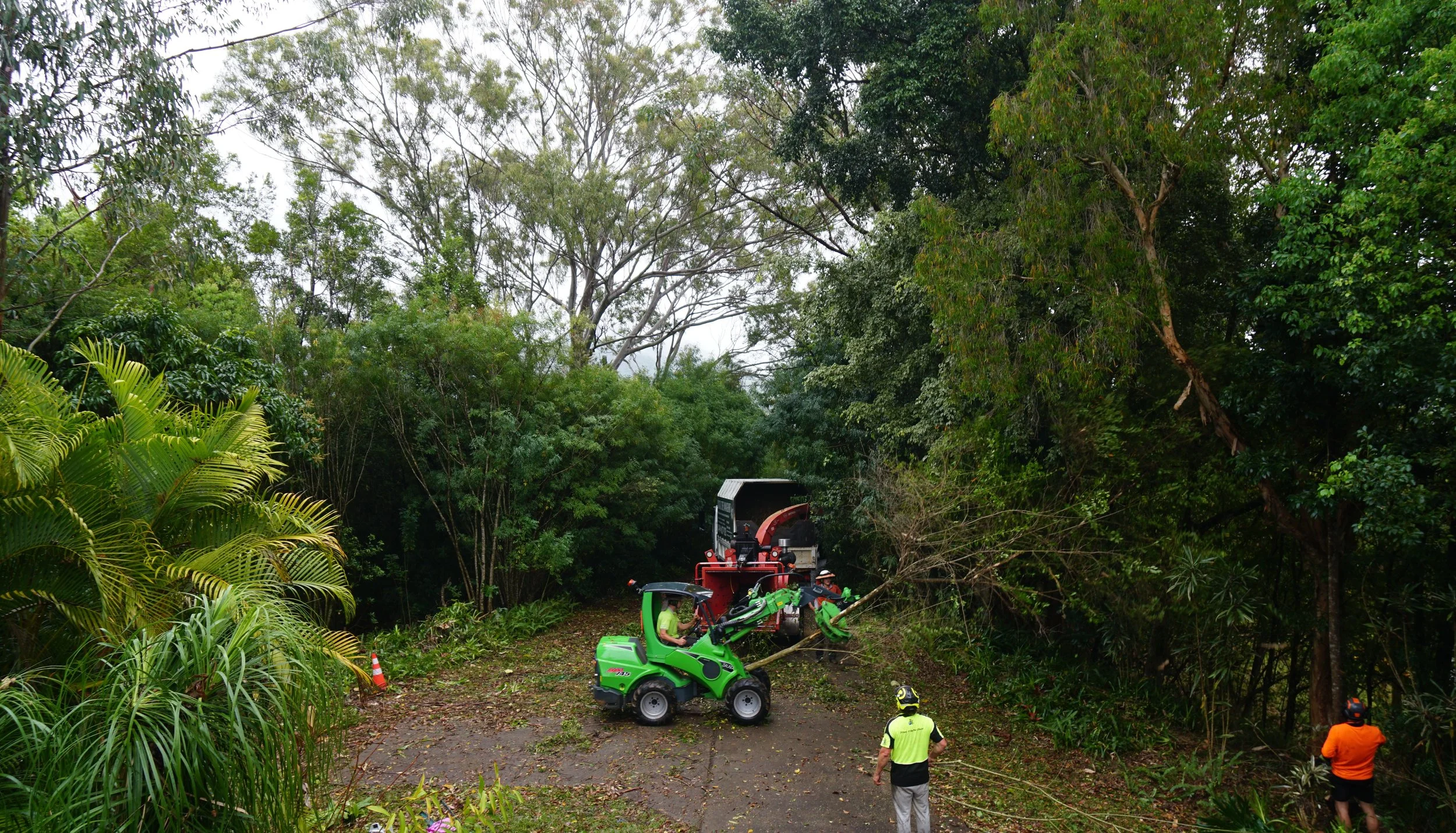 Removing selected trees to allow for more natural light