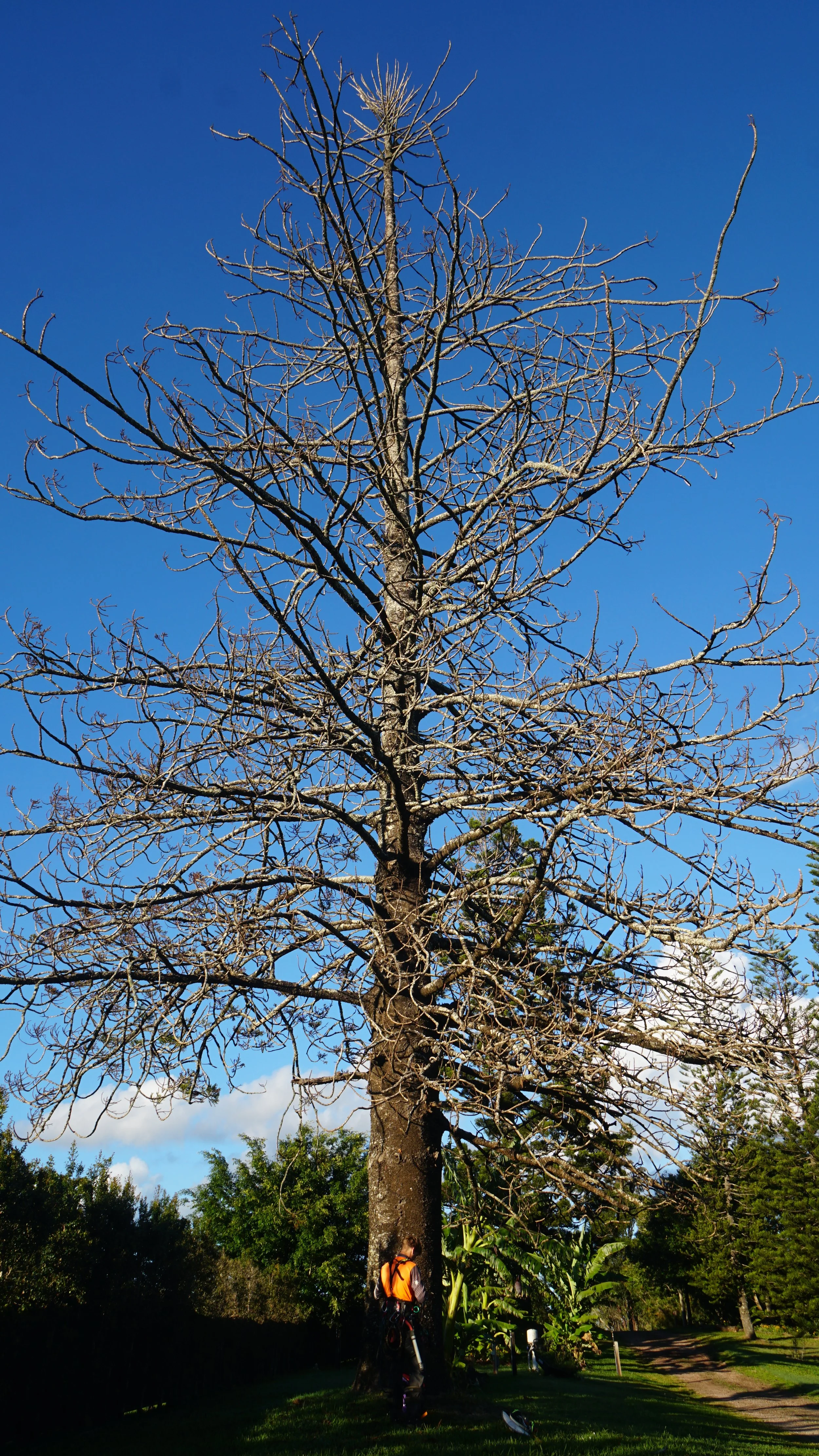 Before removing a dead Norfolk Pine