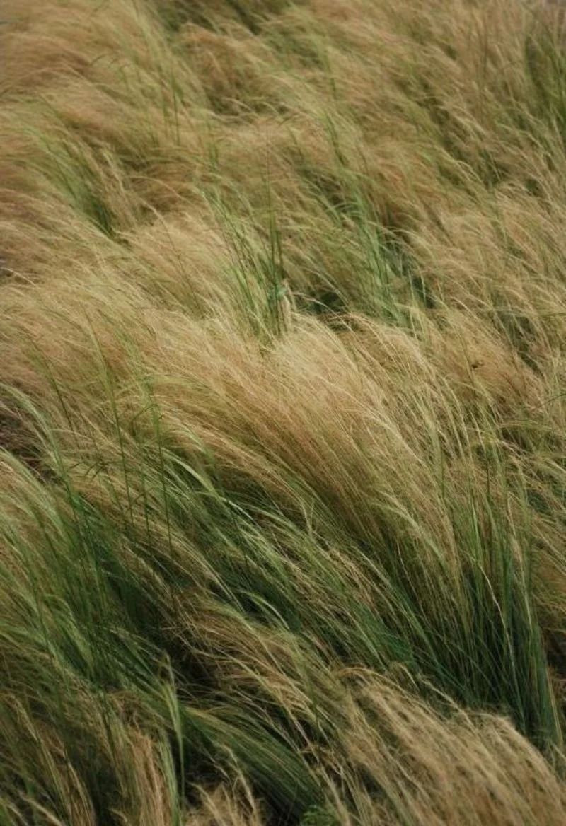 Tall, golden-brown grass swaying in the wind.