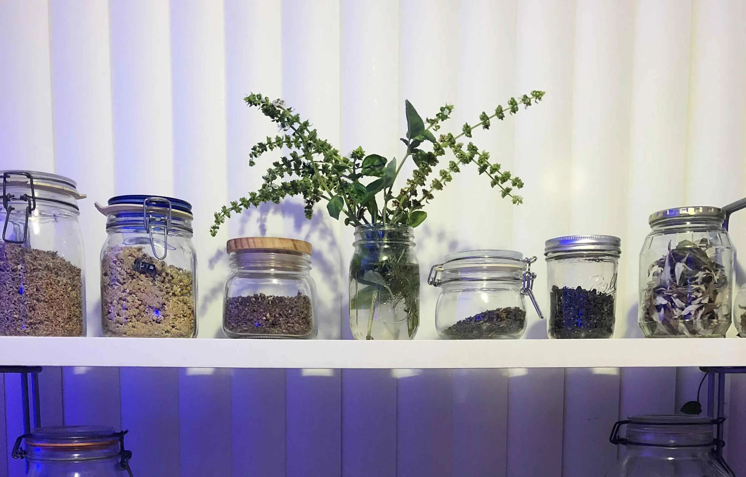 A row of glass jars filled with various dried herbs, spices, and seeds, with a small sprig of basil or similar plant in a glass jar at the center.