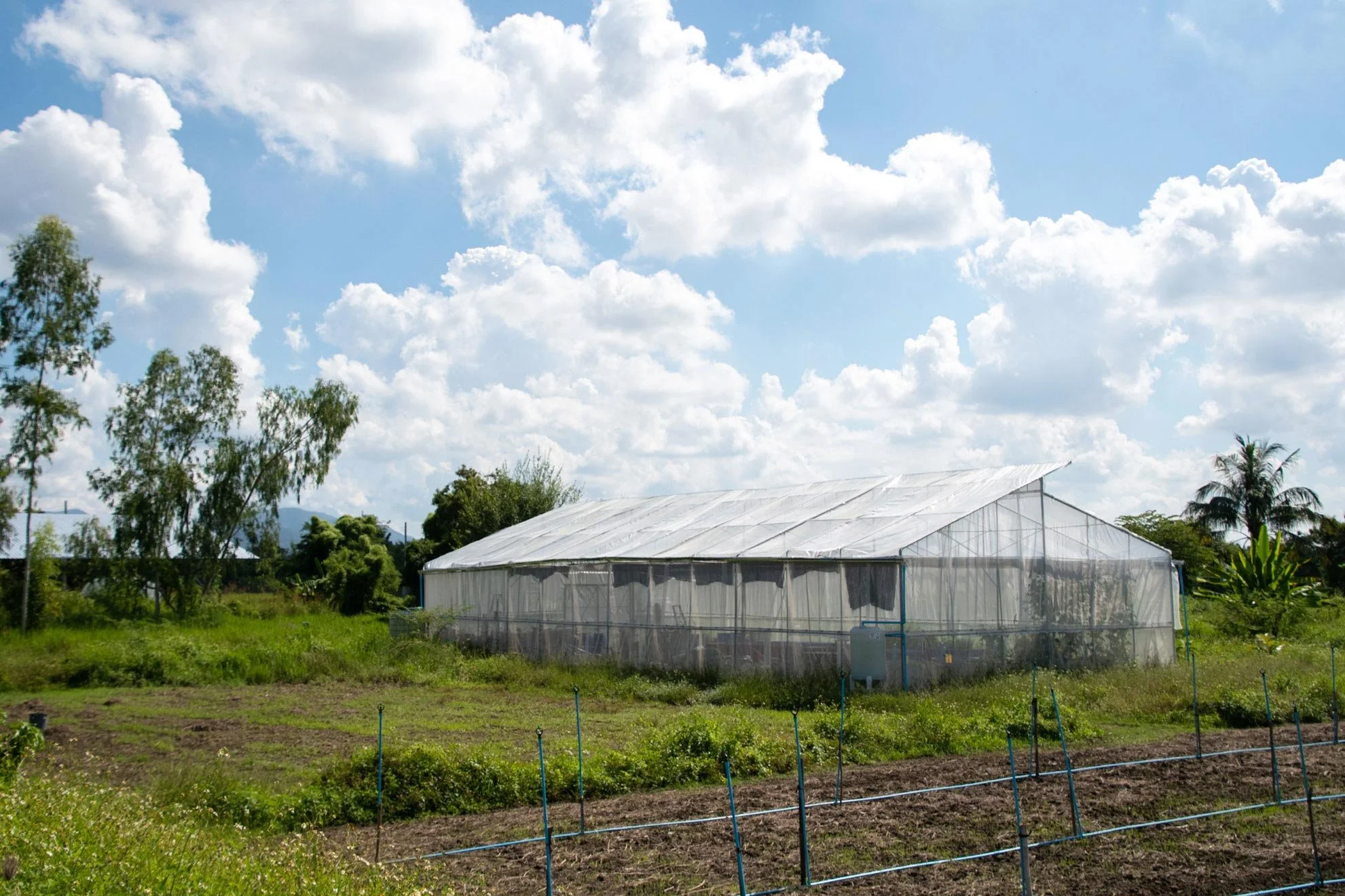 A greenhouse outdoors with a white plastic cover, surrounded by green trees and plants. The sky is blue with scattered white clouds.