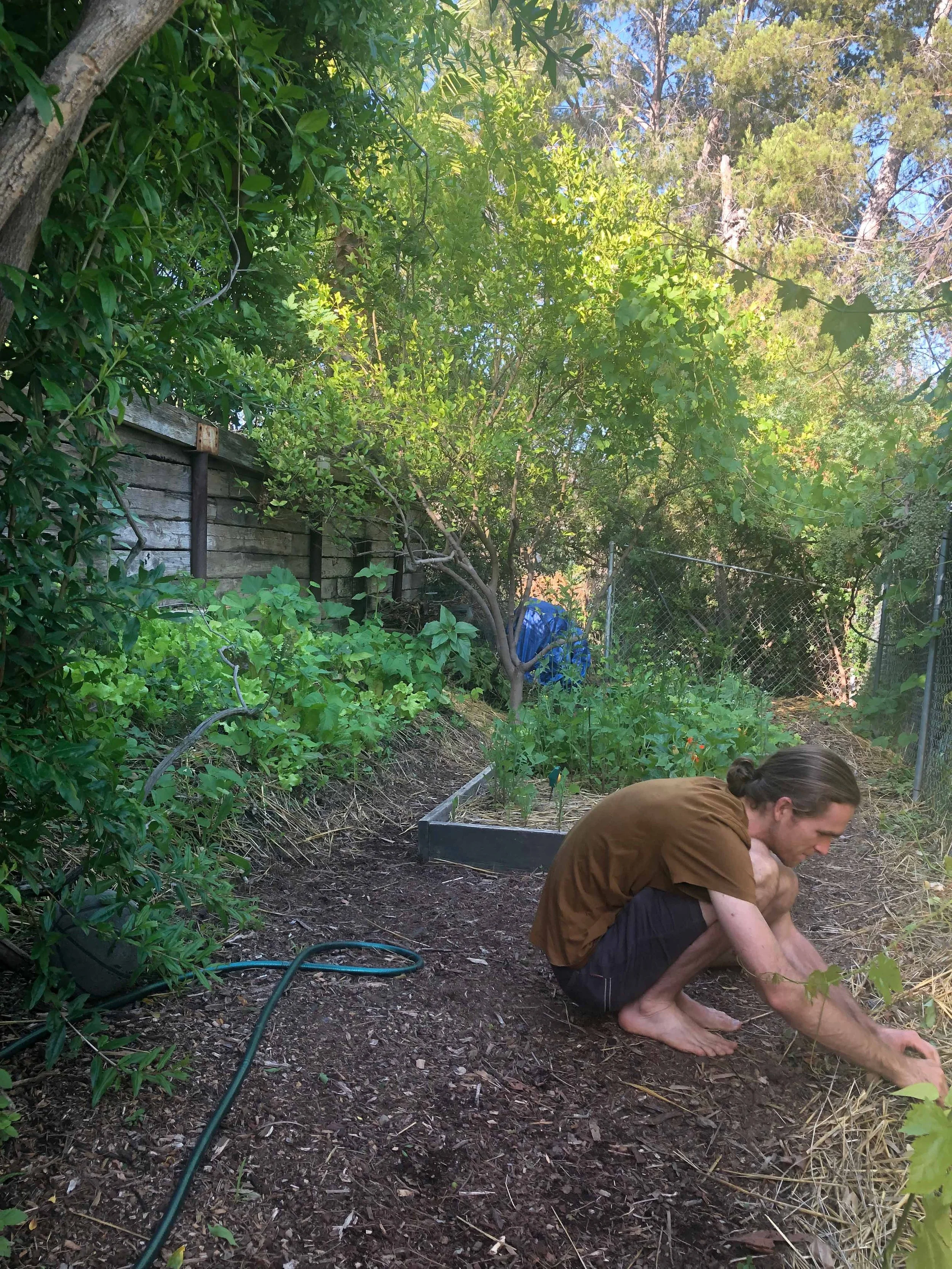 A person with long hair tied back, squatting in a garden, gardening in the soil, surrounded by green plants and trees, with a wooden fence and a chain-link fence in the background.