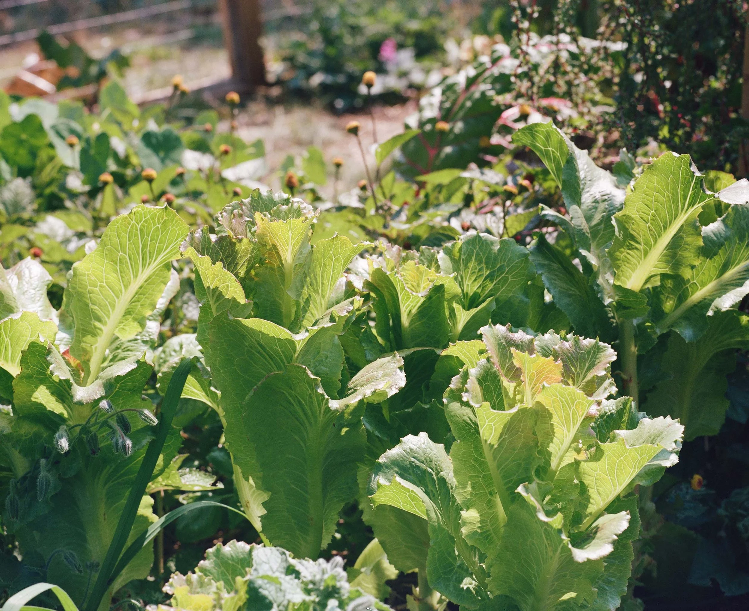 Close-up of green leafy lettuce plants in a garden with a blurred background