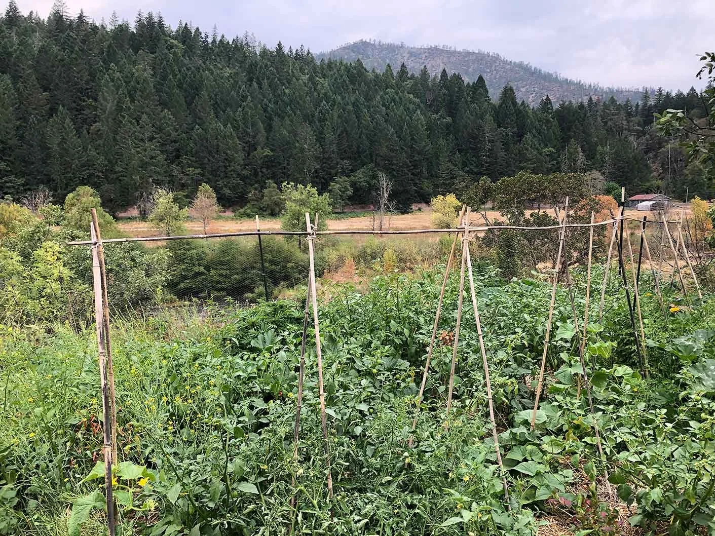 A lush vegetable garden with plants supported by bamboo and twine, set in a rural landscape with a forested mountain in the background.