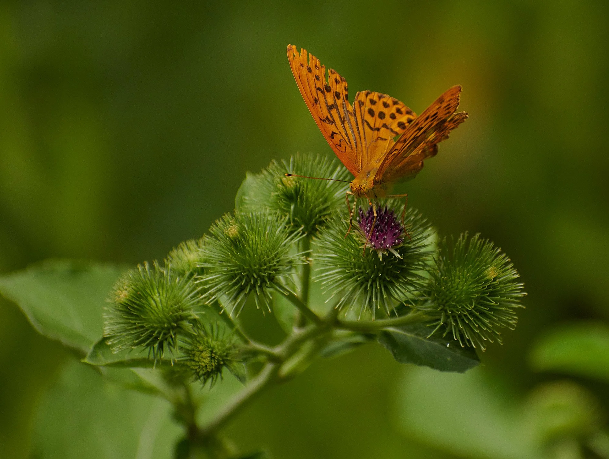 Nenah_Eve_Butterfly_Web.jpg