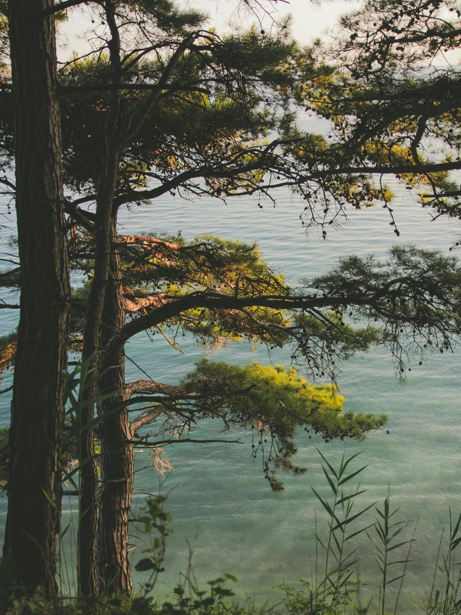 Rooted ° DIY Branding Course