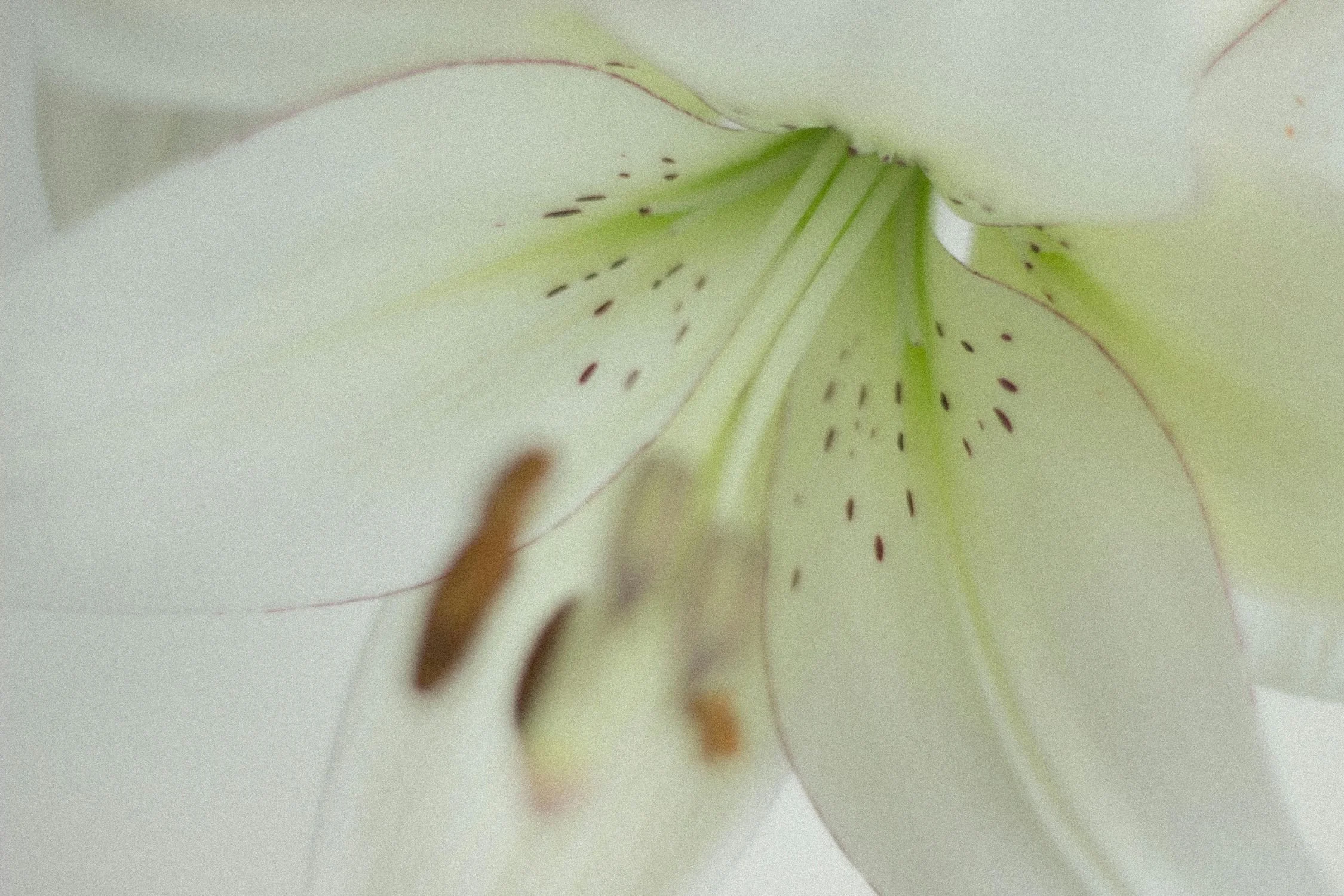 Prune to Bloom