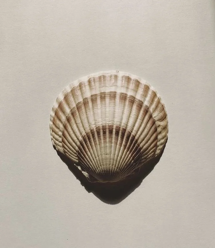Close-up of a scallop shell on a plain background.
