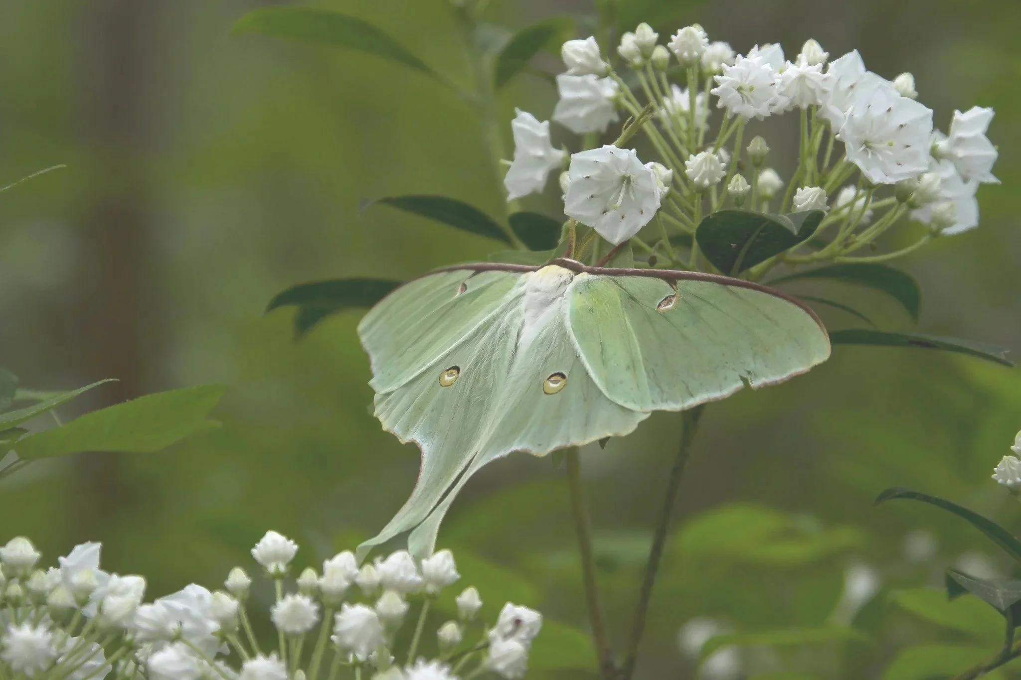 A pale green luna moth with distinct eye spots on its wings, perched on a cluster of small white flowers with white buds, green leaves, and blurred green background.