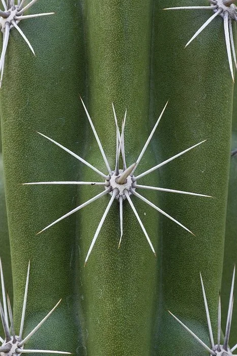 Close-up of a green cactus with prominent white spines radiating from the areoles.