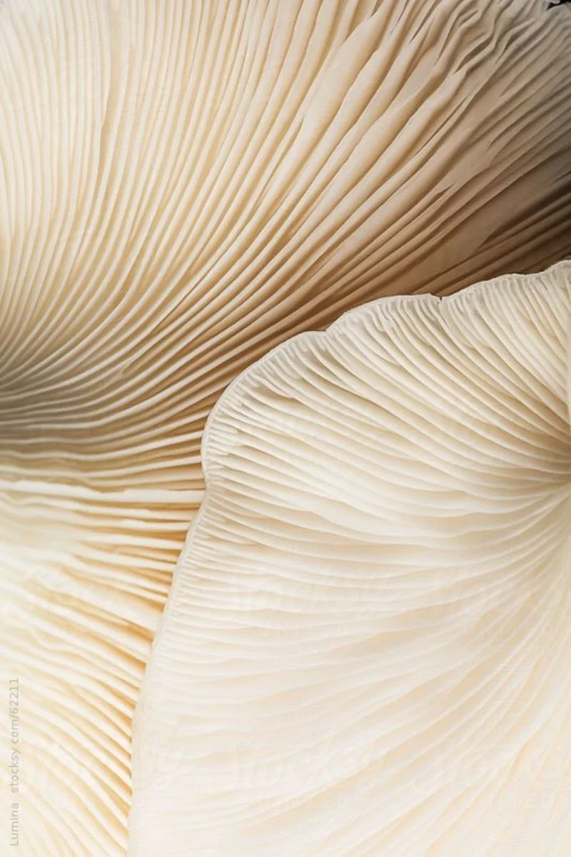 Close-up of white mushroom gills with detailed ridges and textures.
