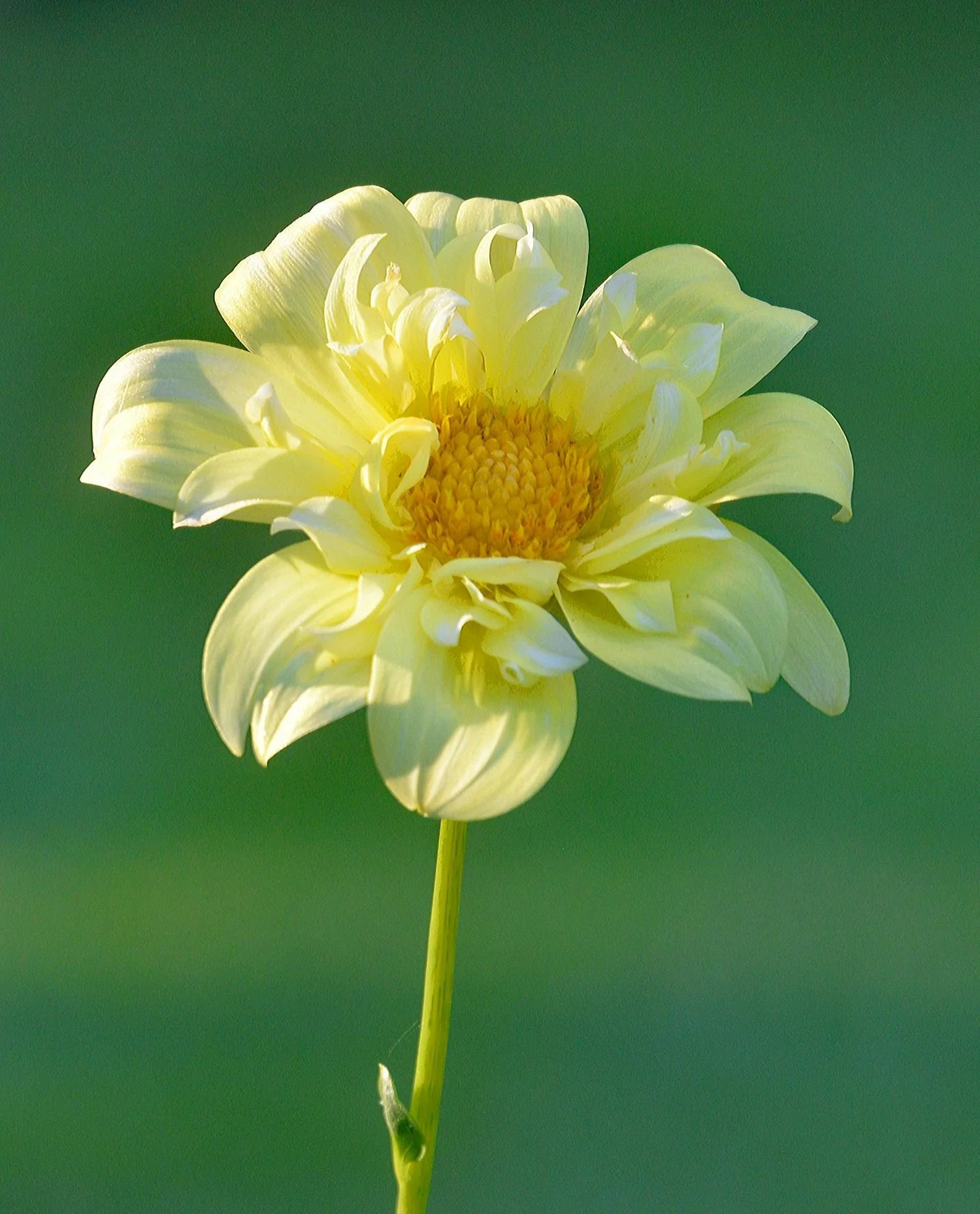 Close-up of a yellow dahlia flower with soft white petals and a yellow center on a green background.