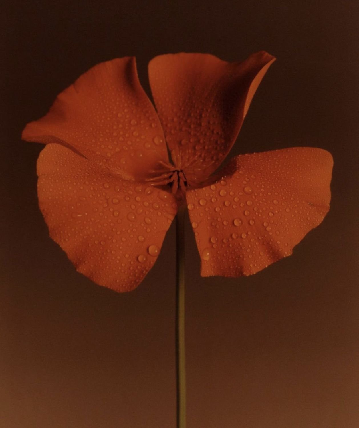 Close-up of an orange flower with water droplets on its petals, with a dark background.