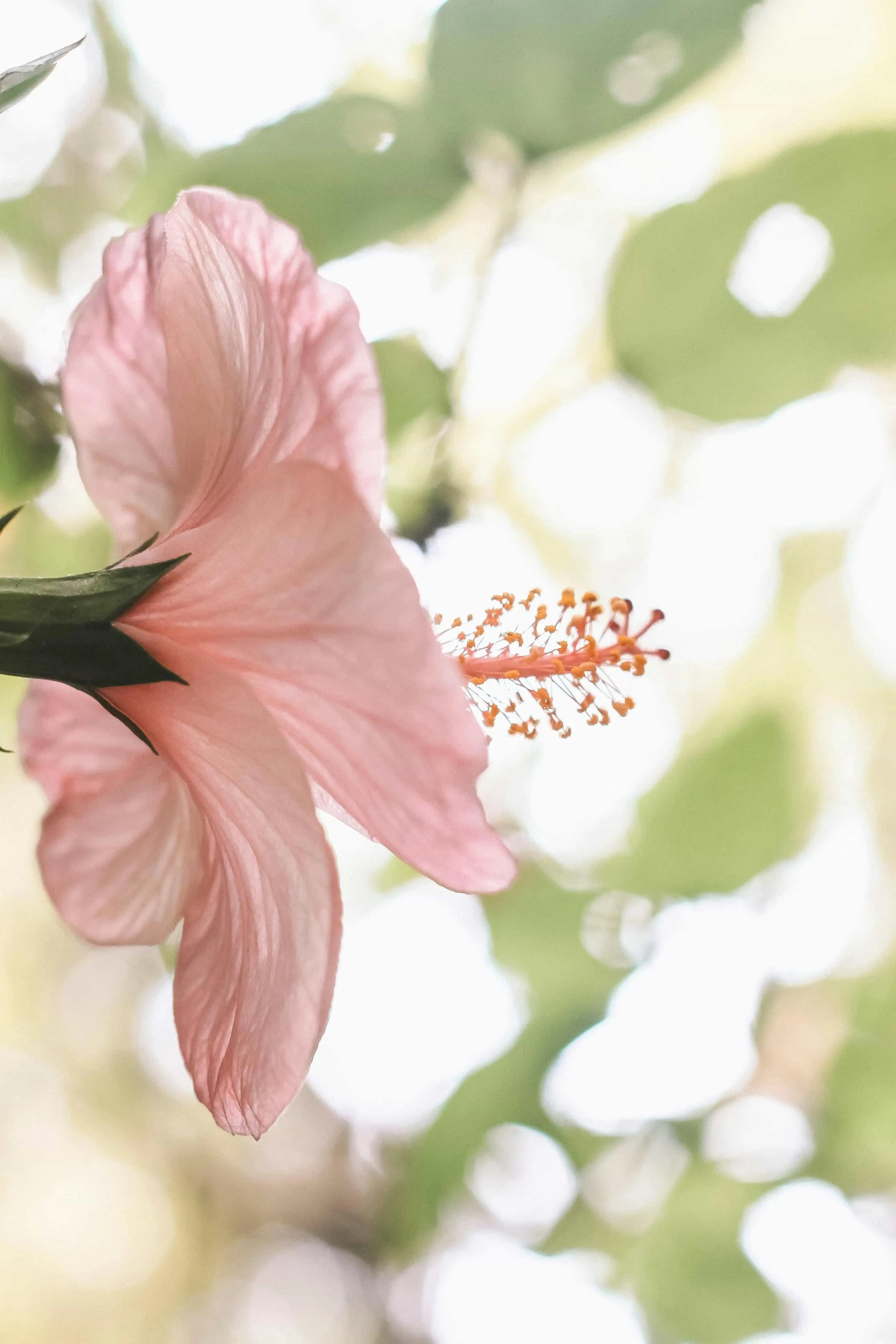 Close-up of a pink hibiscus flower with yellow-tipped orange stamens, surrounded by green leaves and blurred white flowers in the background.