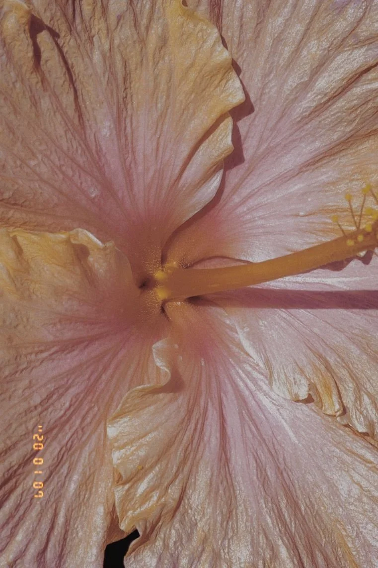 Close-up of a pink hibiscus flower with yellow stamen and soft, ruffled petals.