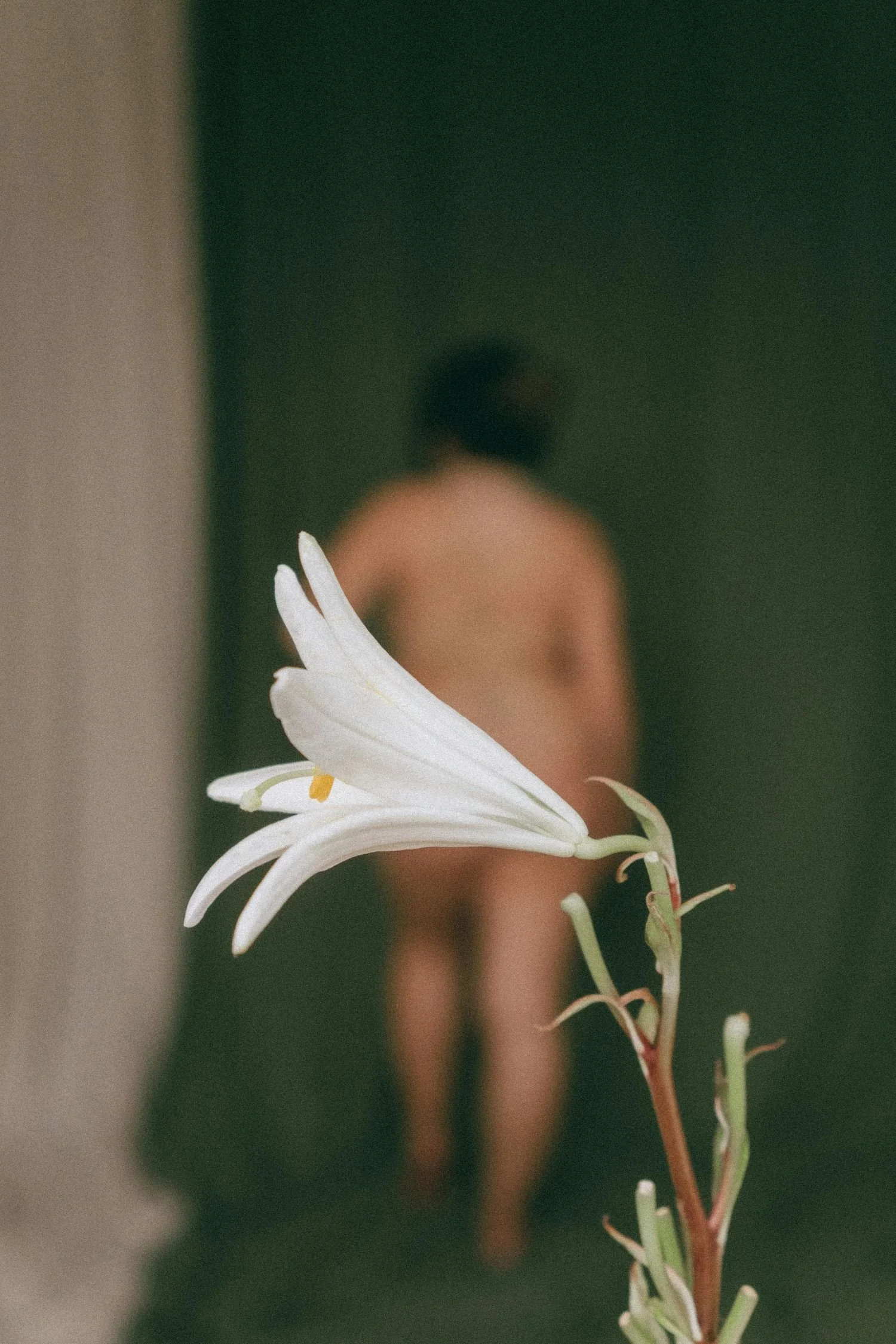 An artistic photo of a nude woman who is blurry in the background with a white flower in the foreground. It looks like she is posing for a painting