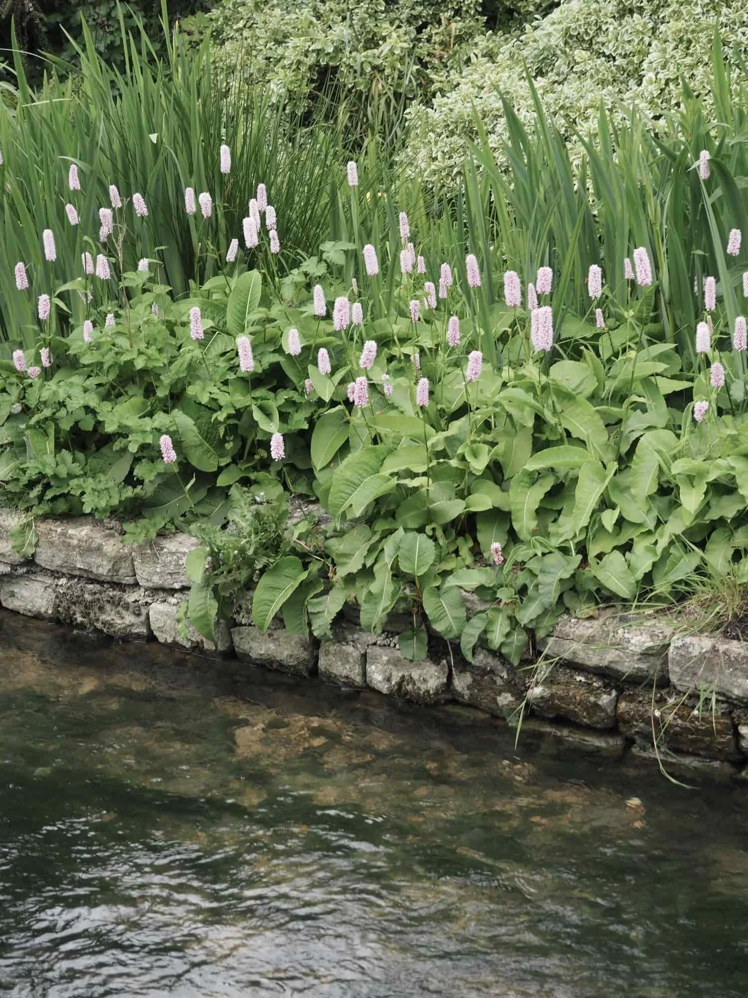A view of a stone retaining wall along the edge of a creek with lush green plants and tall grasses growing behind it.