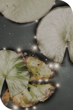 Sliced green cucumber and a decayed cucumber on a dark surface with sparkling effects.