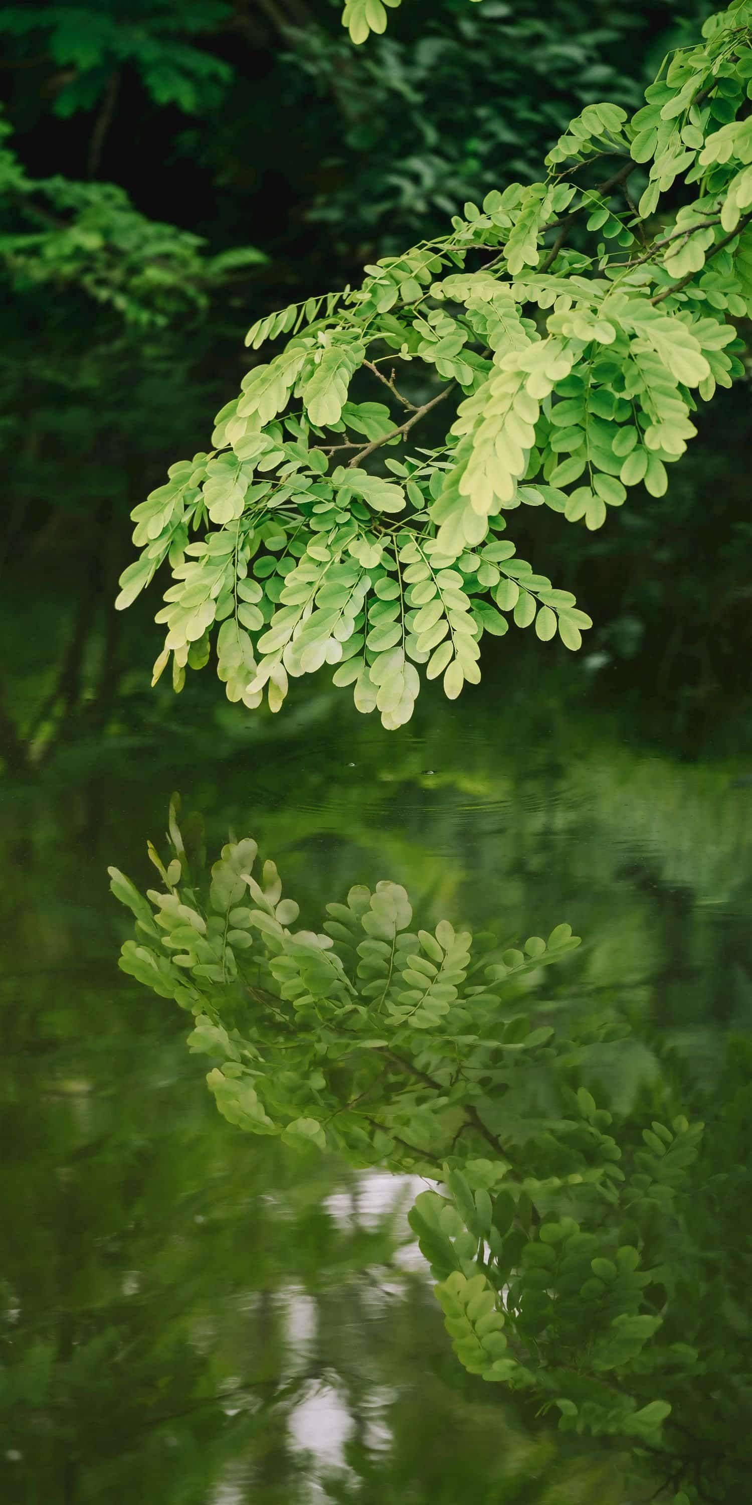 Green leafy branches above a calm reflective water surface, showing the reflection of the leaves.