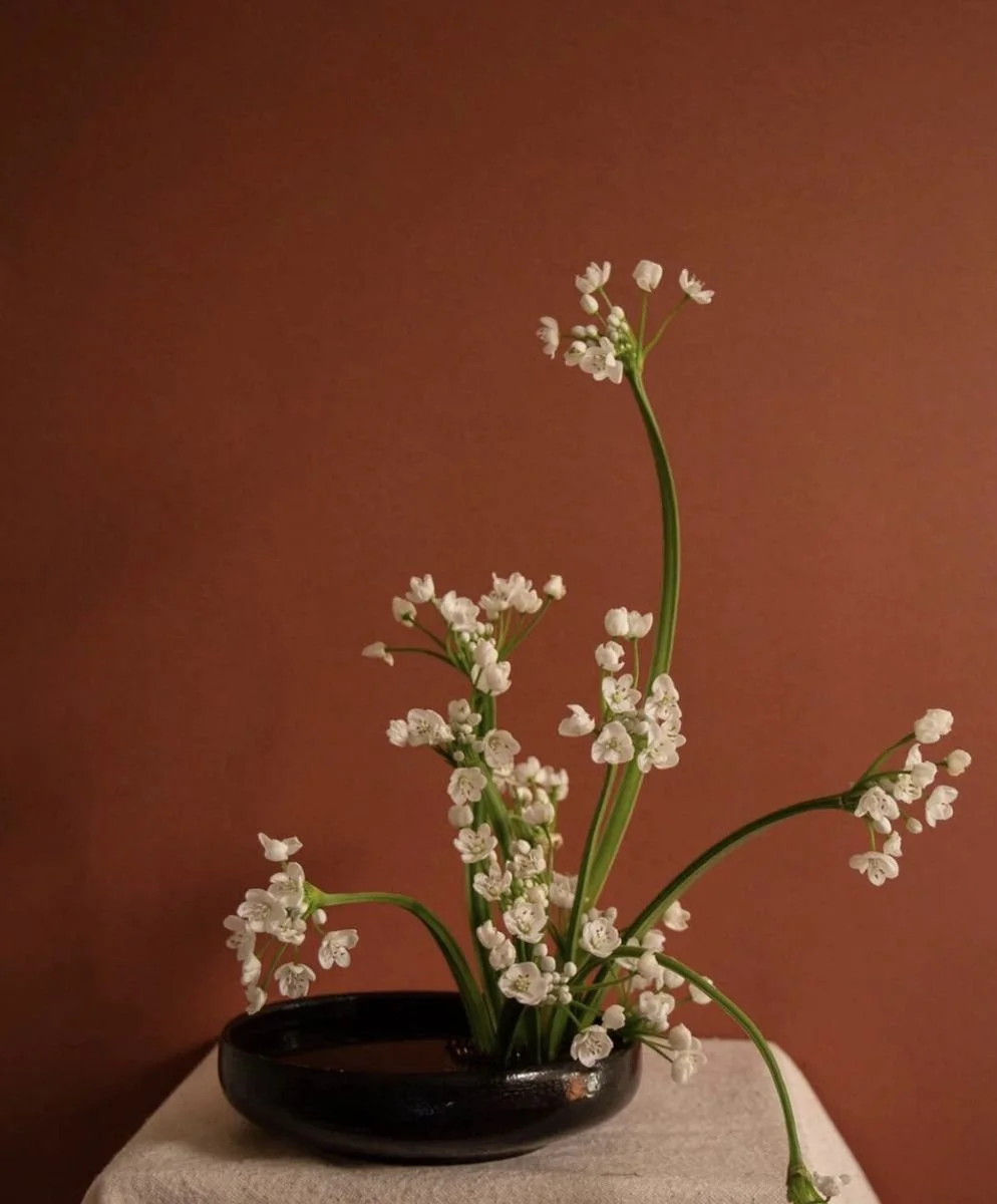 A small potted plant with delicate white flowers against a plain brown background.