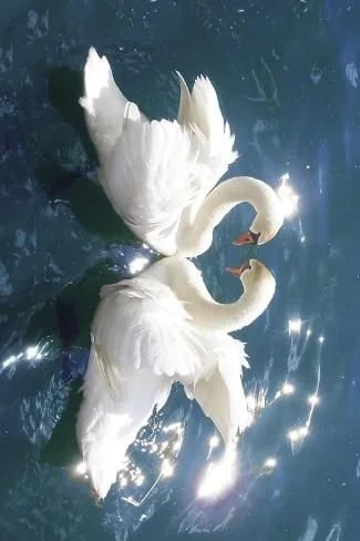 Two white swans swimming in a dark water pond, facing each other with their necks curved, creating a heart shape.