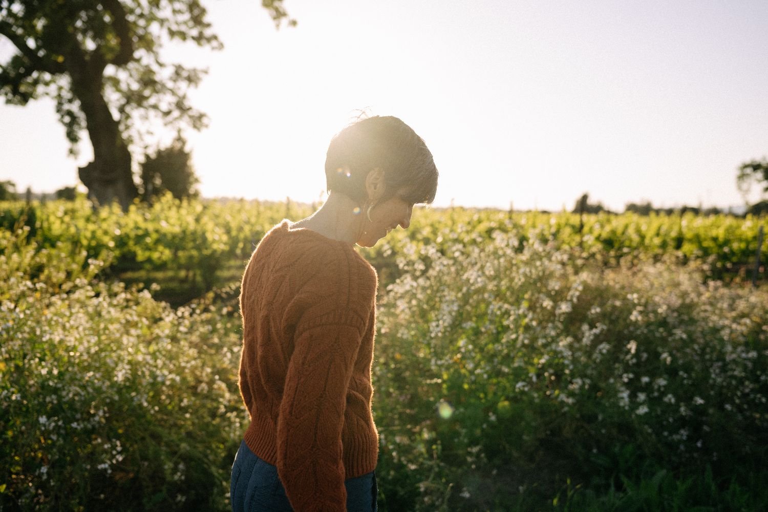 A person with short dark hair wearing a brown sweater and jeans, standing in a field of white flowers during sunset with sunlight backlighting the scene.