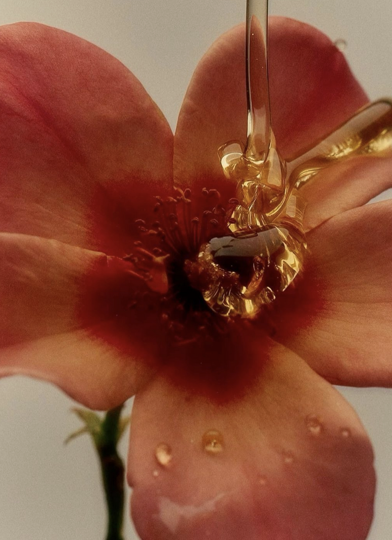 A close-up of a peach-colored flower with honey and a bee inside, with honey dripping from a thin tool above.