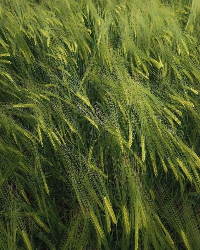 Close-up of a green wheat field with tall wheat plants and panicles.