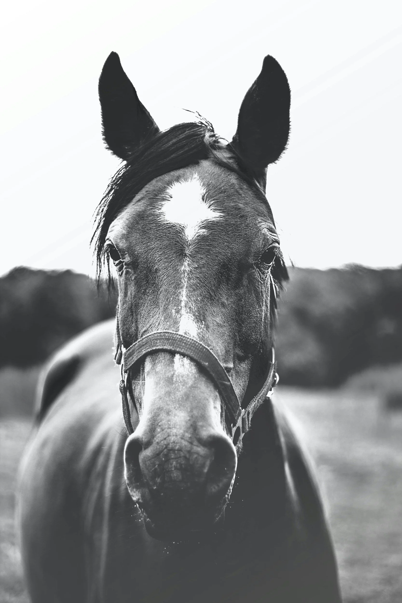 Black and white photo of a horse's face with ears pointing upward, a white marking on its forehead, and a bridle on its head, standing outdoors with a blurred landscape in the background.
