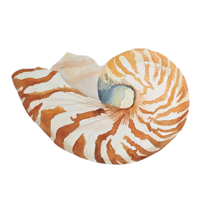 Nautilus Shell Art by Jemma Newman