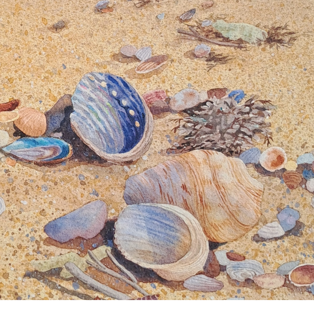 Shells at Watermans Bay 2.png