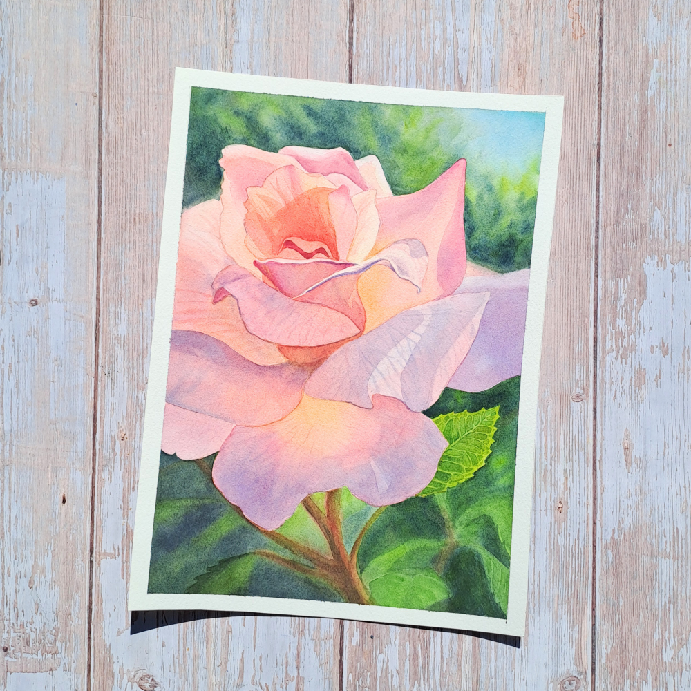 Sunlit Rose.png