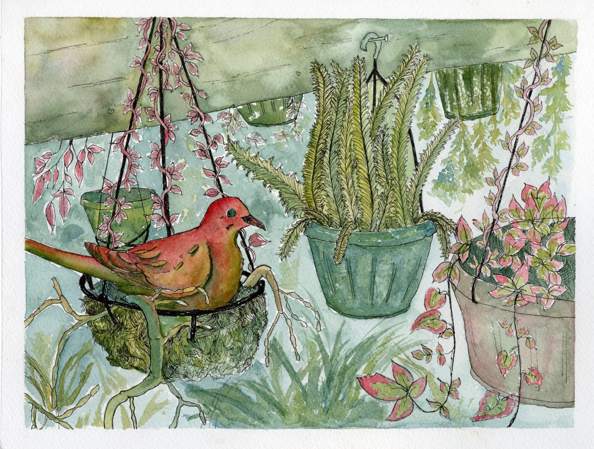 Mourning Dove in Spring