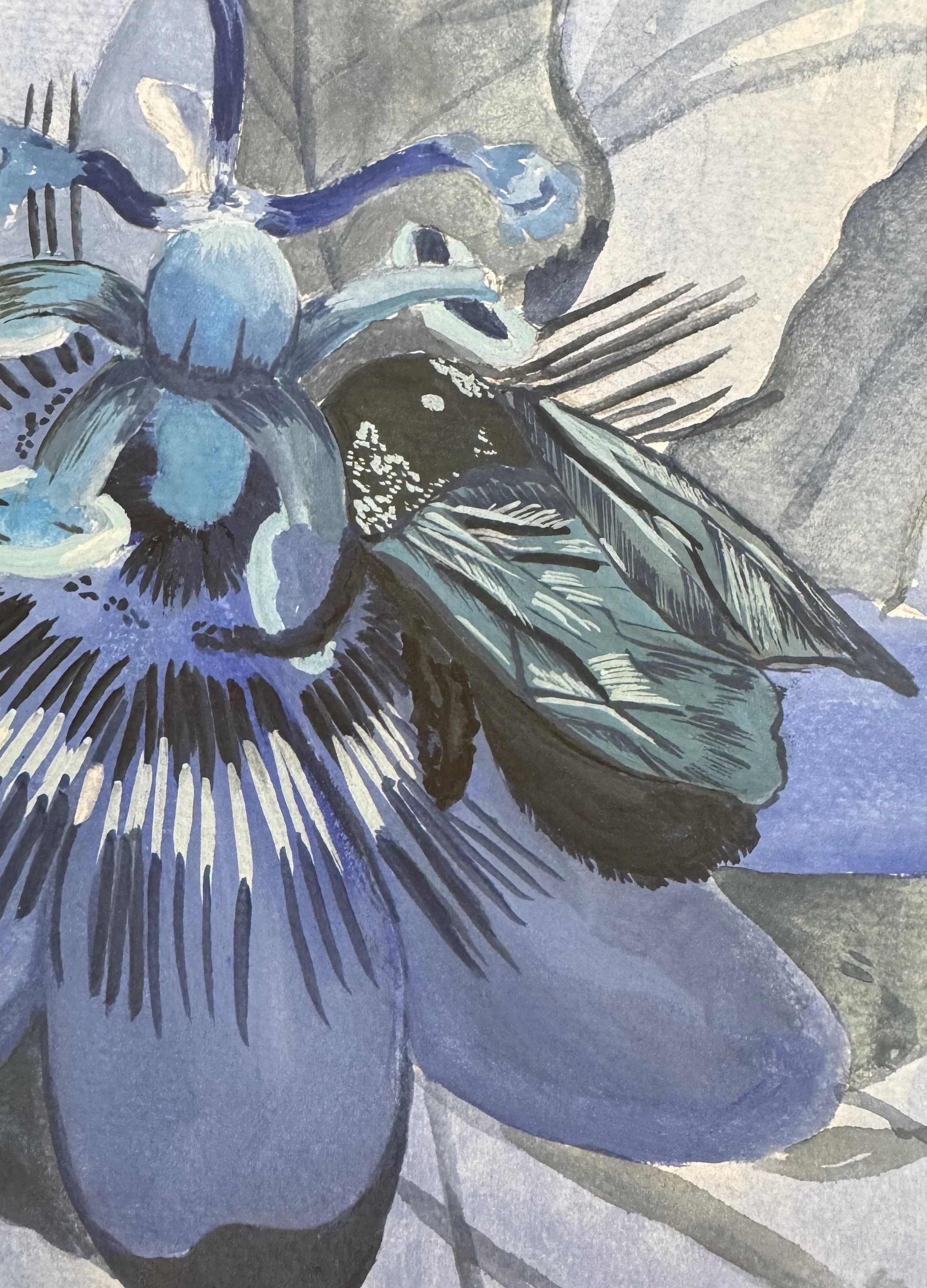 Bug On A Bluecrown Passionflower