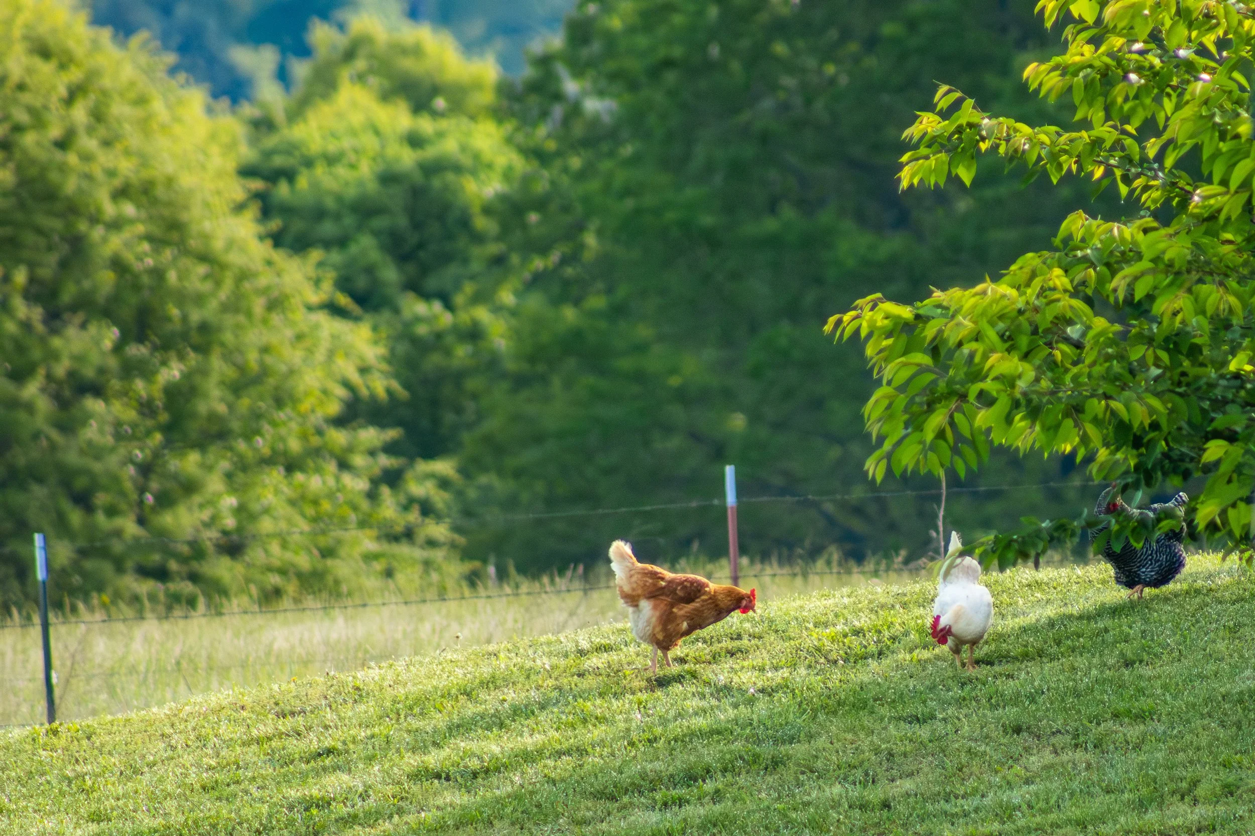 Chickens_1.jpg