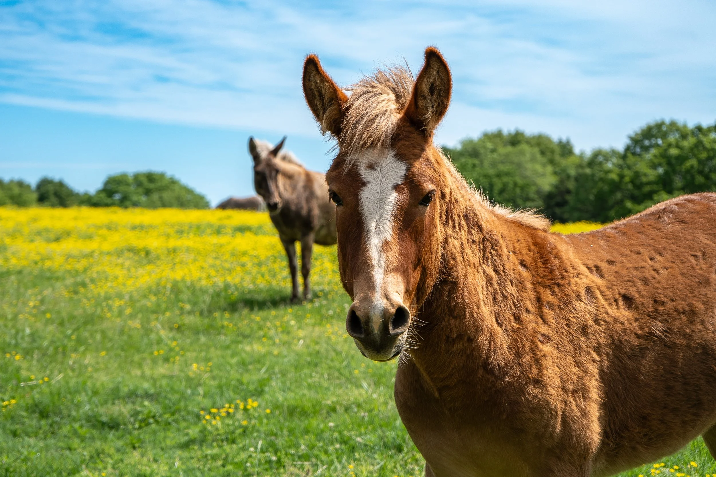 Mule_1.jpg