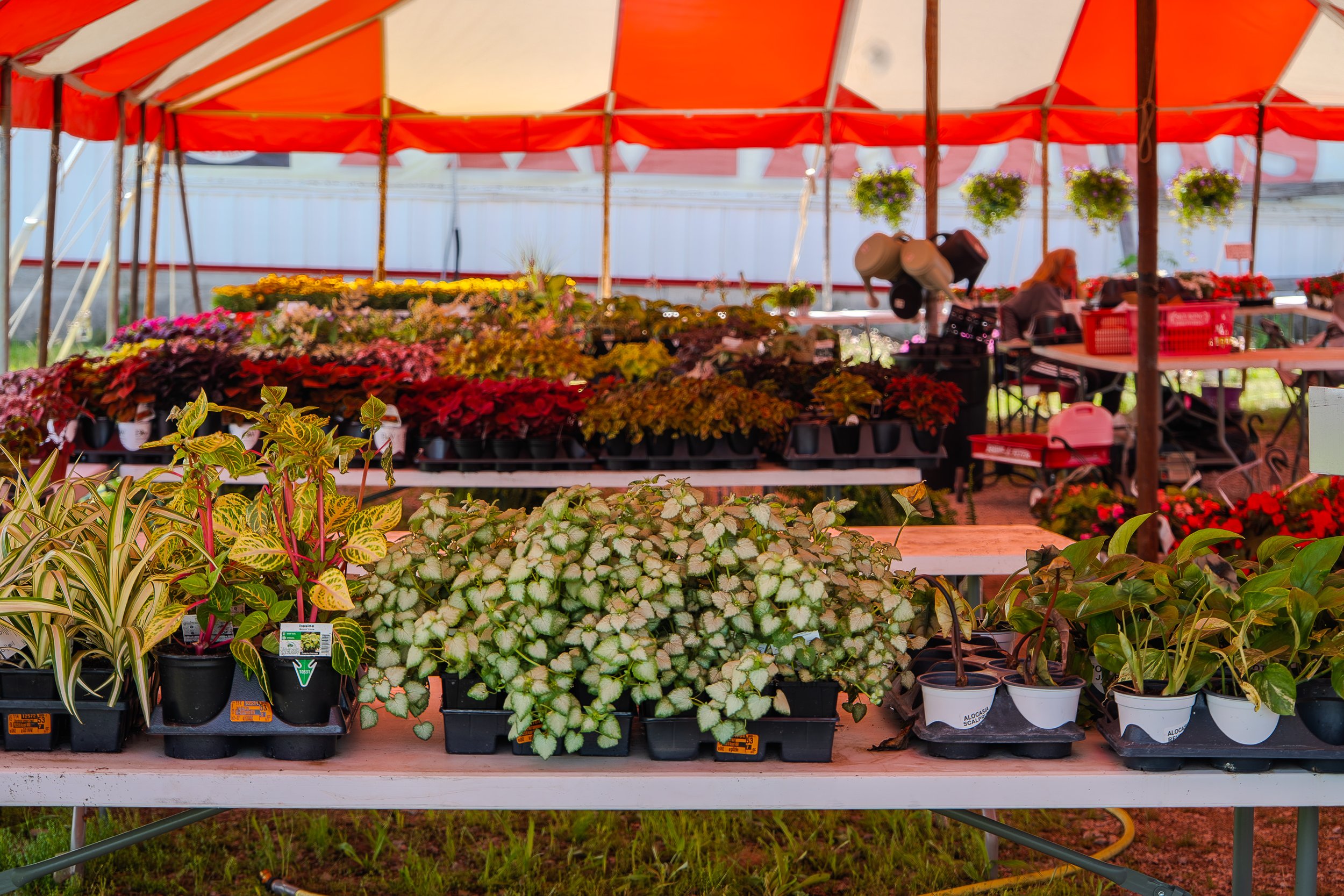 Flower_Market_3.jpg