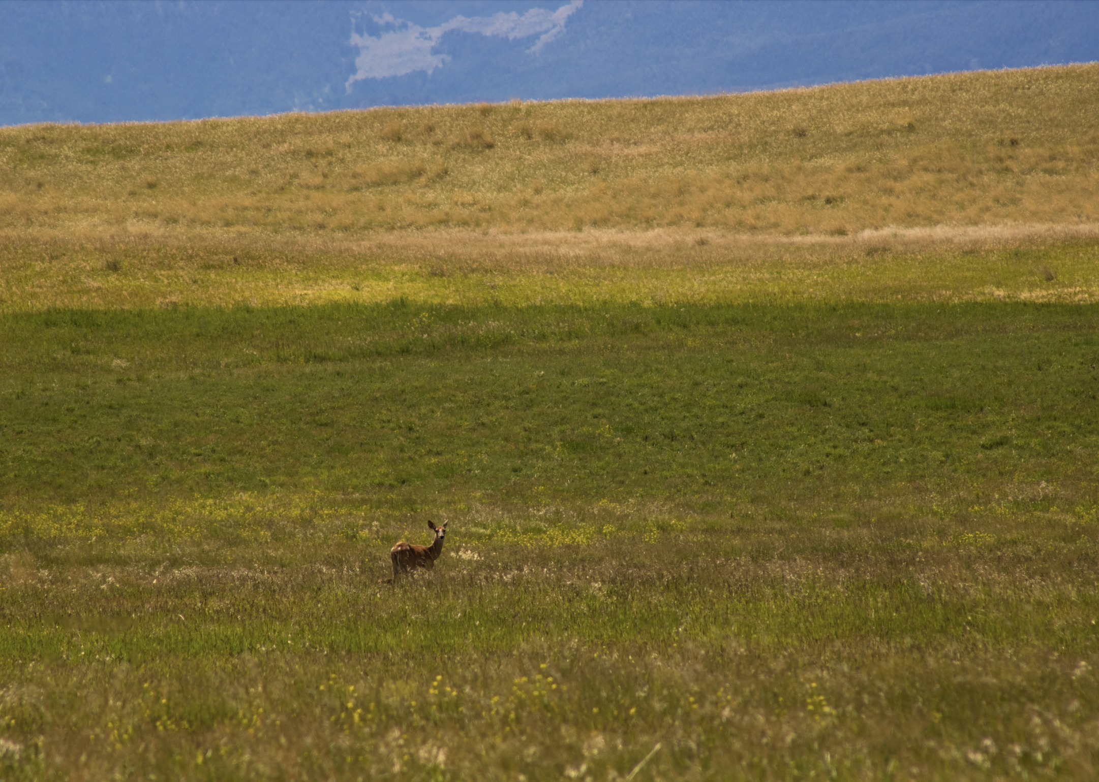 Screenshot 2026-04-10 at 6.31.23 PM.png