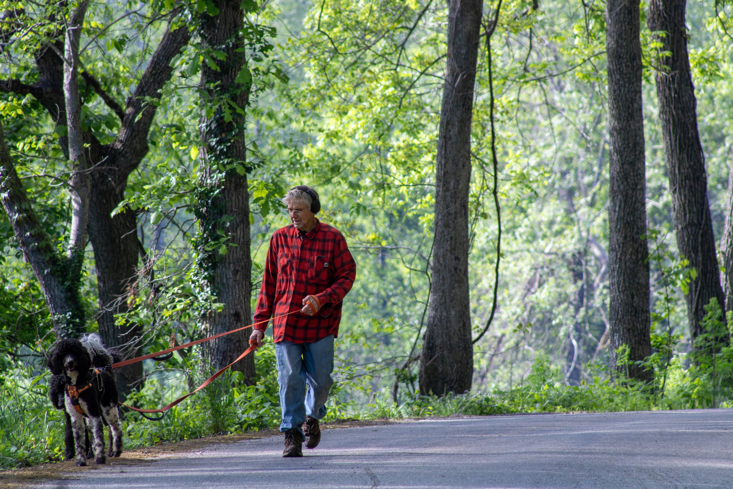 Dog_Walking_1.jpg