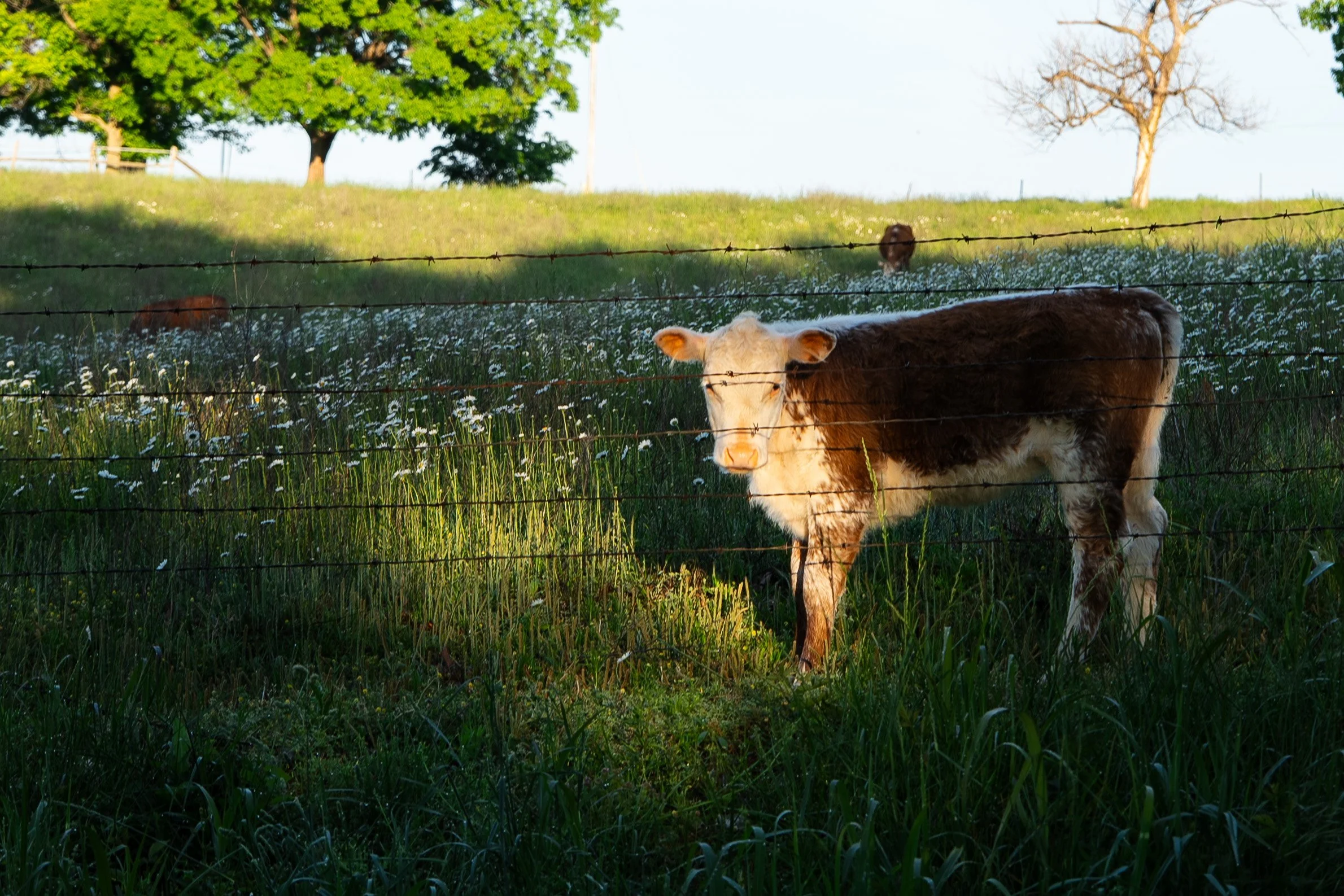 Cows_4.jpg