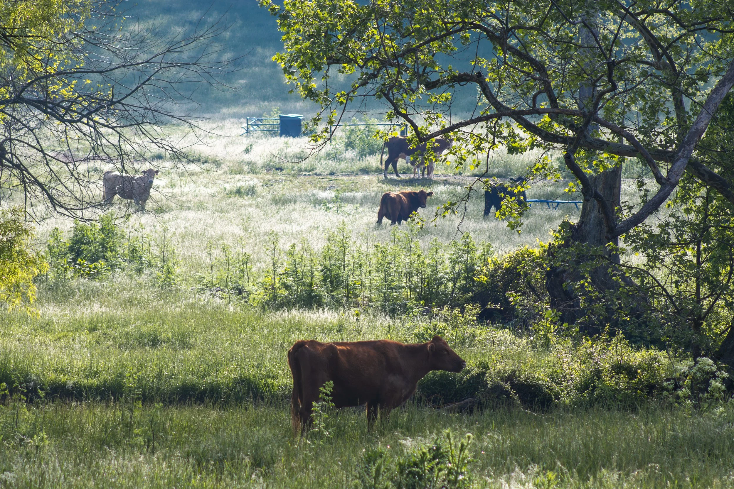 Cows_1.jpg