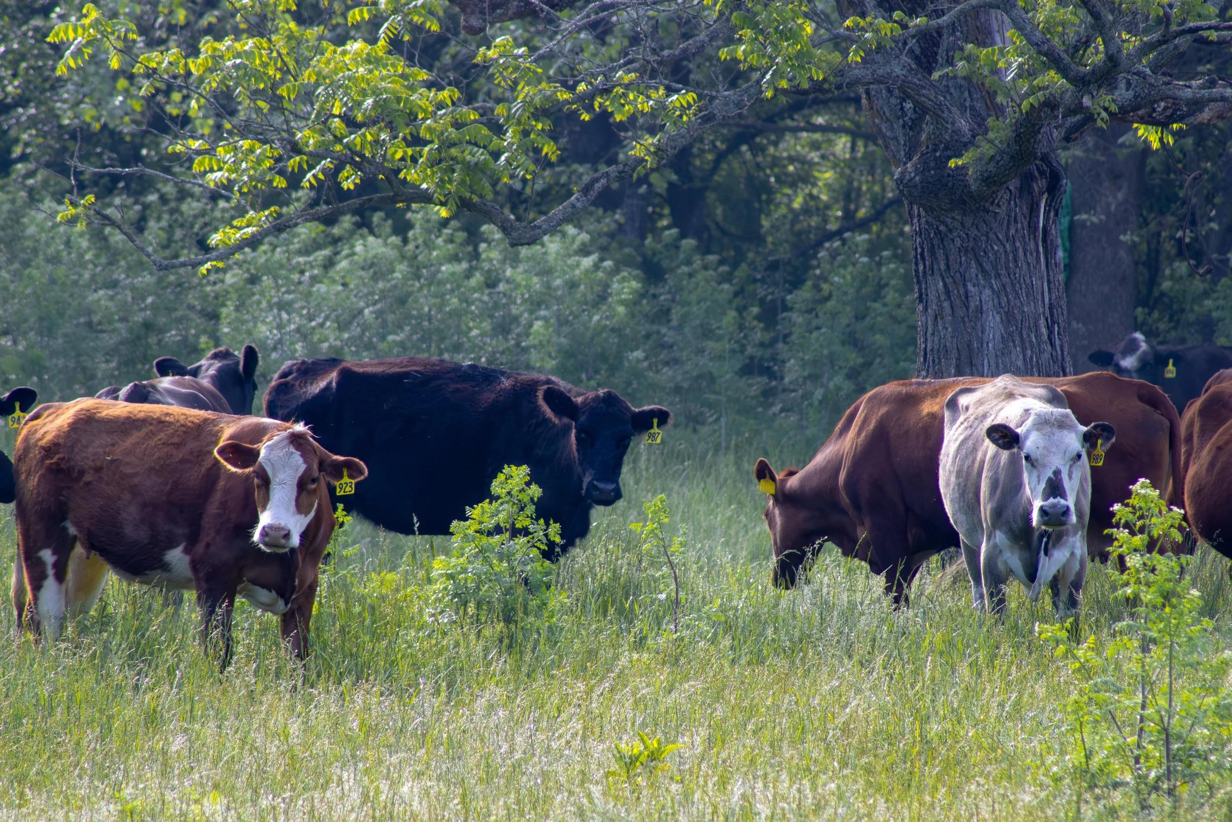 Cows_2.jpg