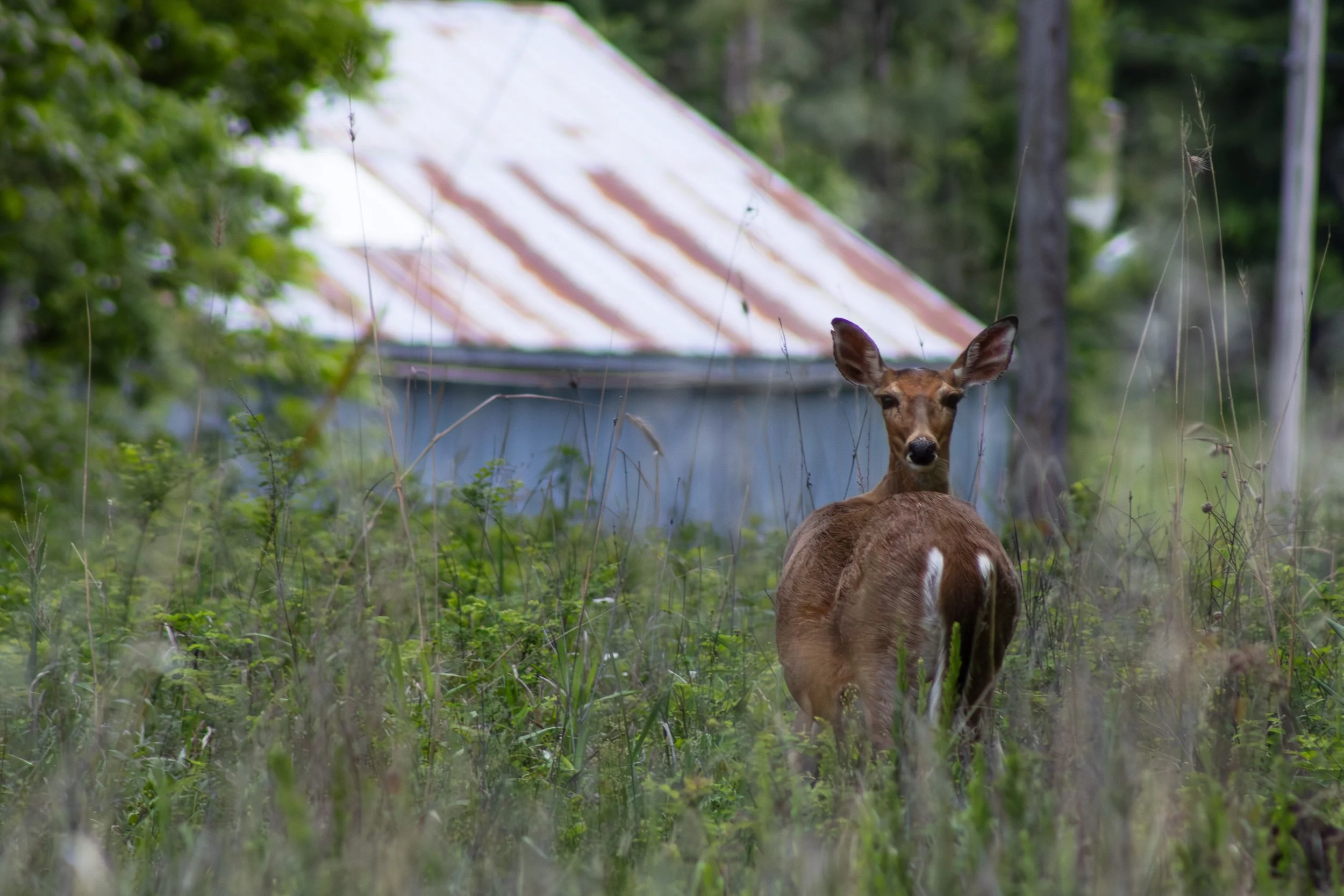 Deer_1.jpg