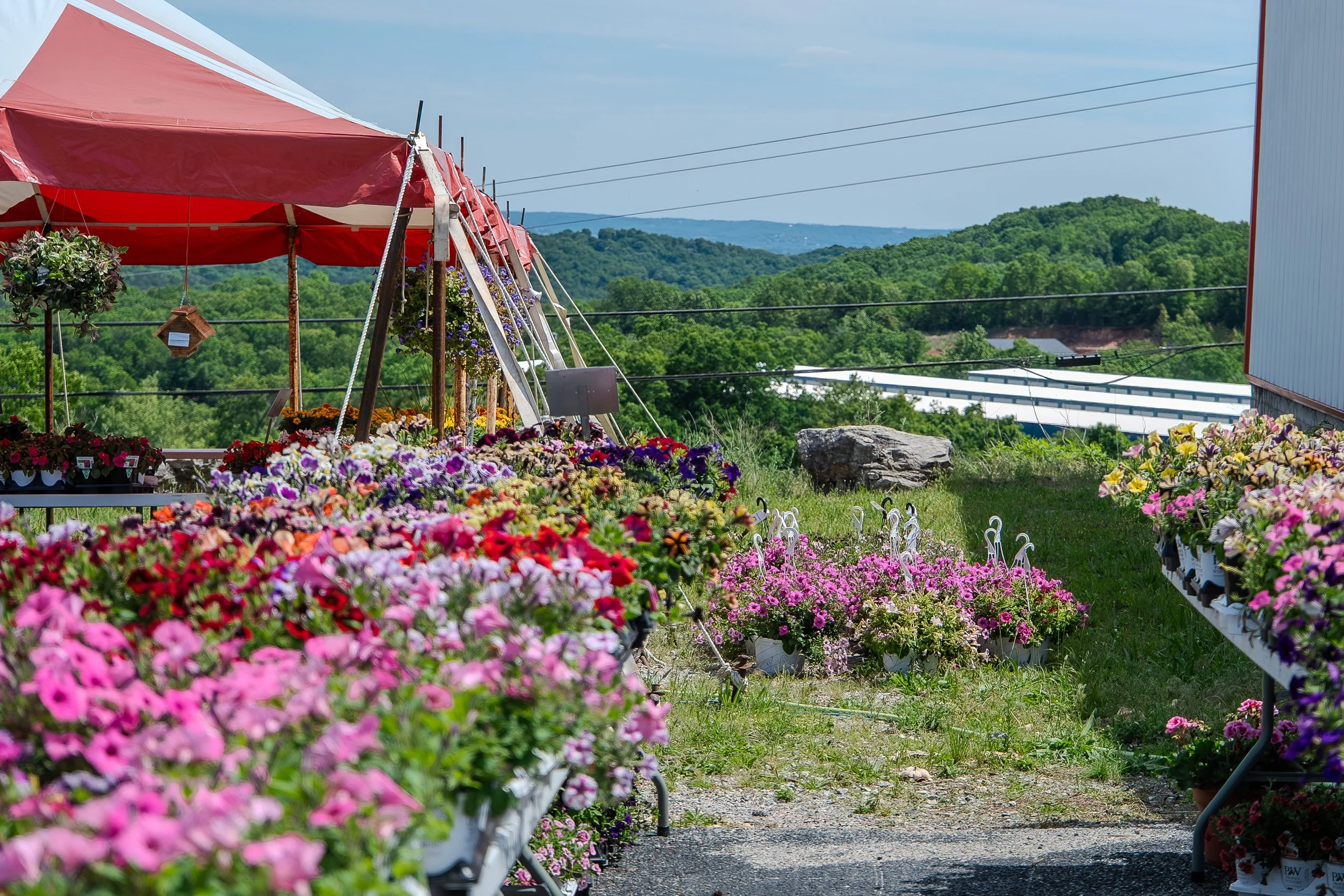 Flower_Market_6.jpg