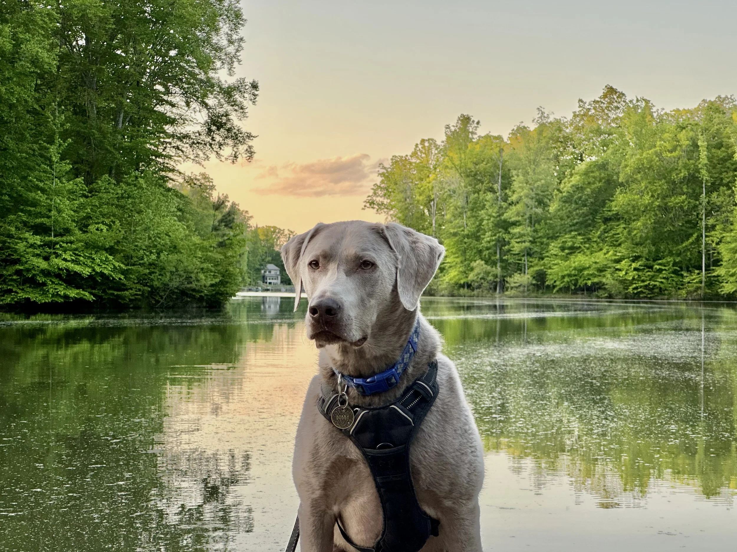 A gray dog with a black harness and blue collar sitting by a river at sunset, surrounded by green trees.