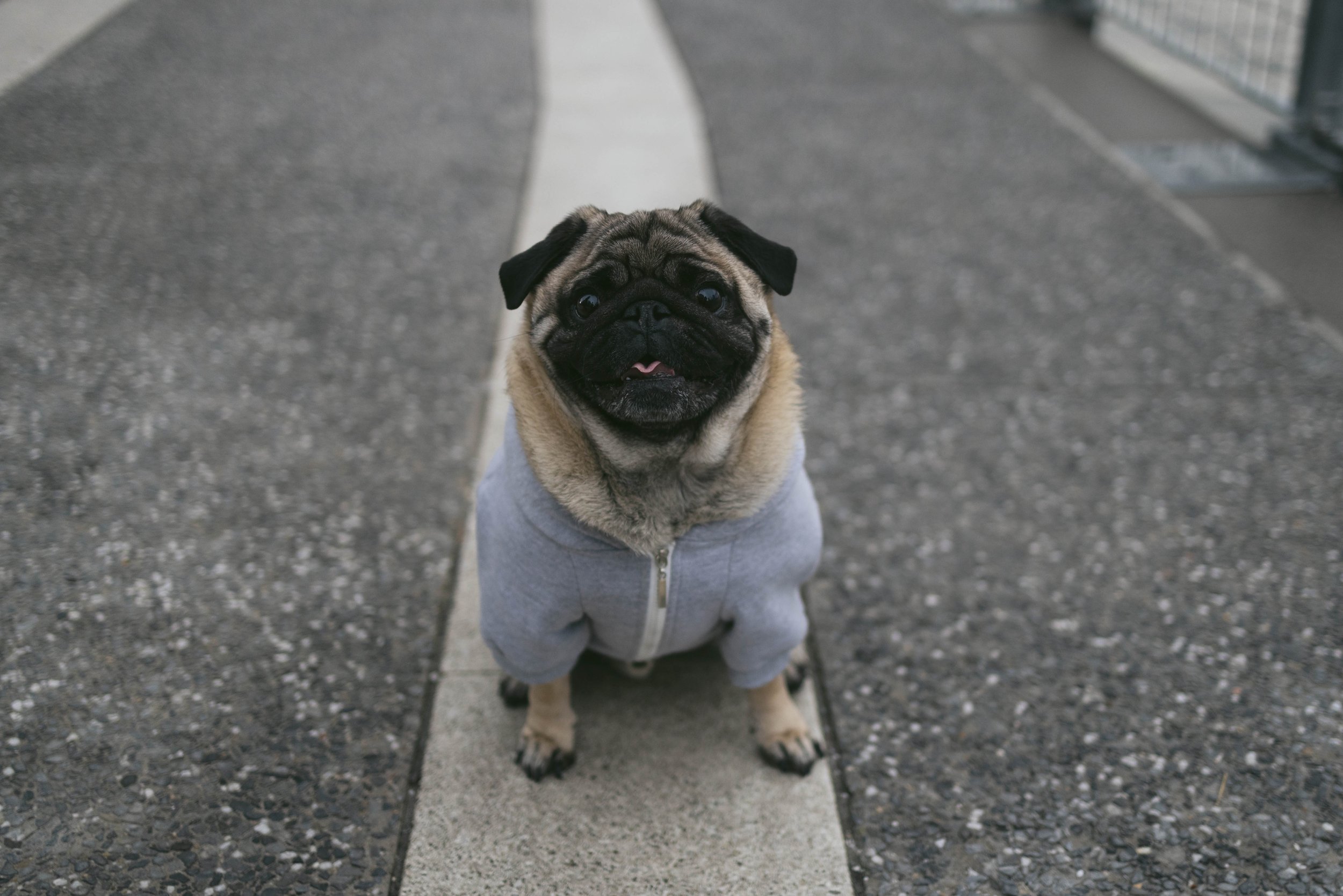 Fawn pug from Brooklyn.