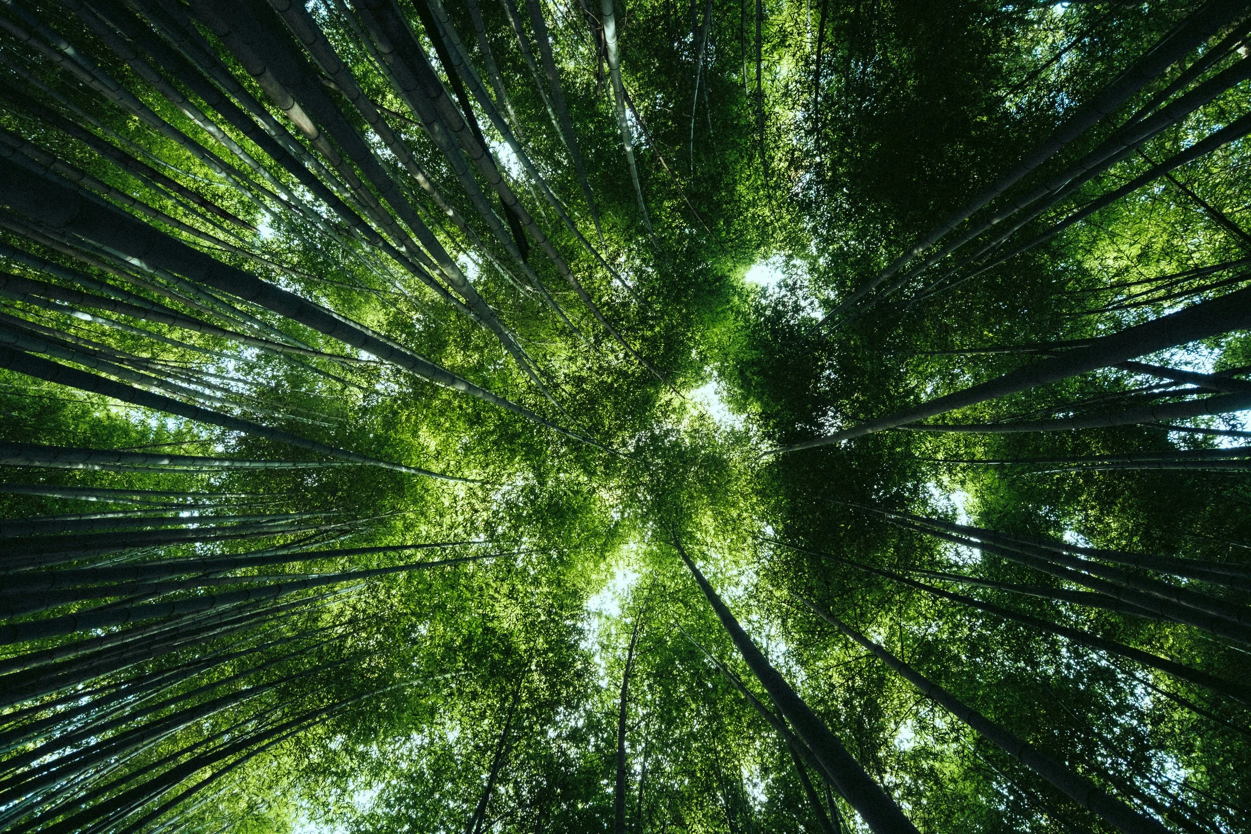 Looking up at a dense green bamboo forest canopy with sunlight filtering through leaves.
